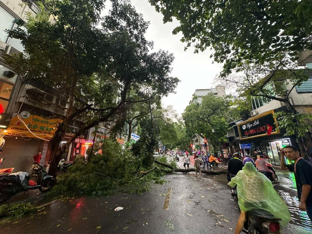 Vấn đề bồi thường thiệt hại về tài sản do cây đổ sau bão 1 image 8